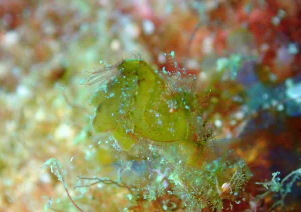 フィコカリスシムランス