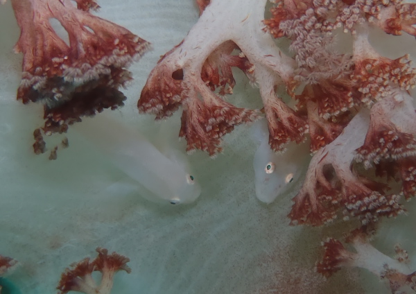 スケロクウミタケハゼ