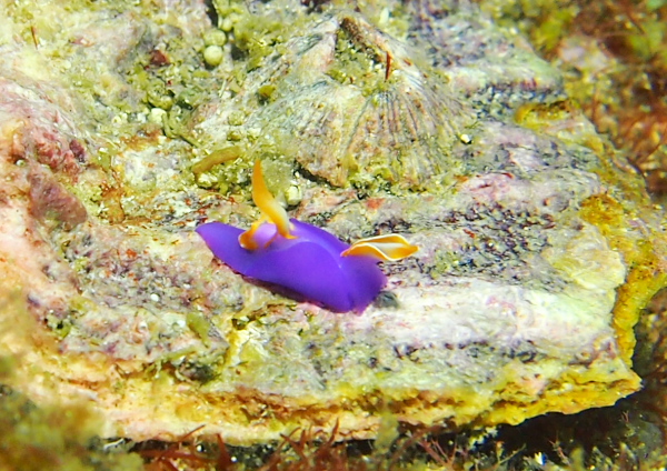 ムラサキウミコチョウ