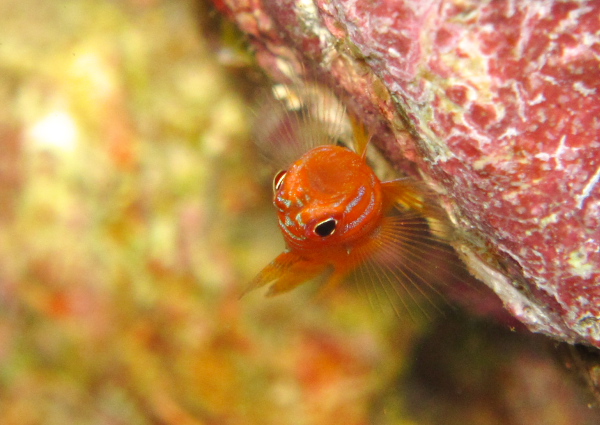 オキナワベニハゼ