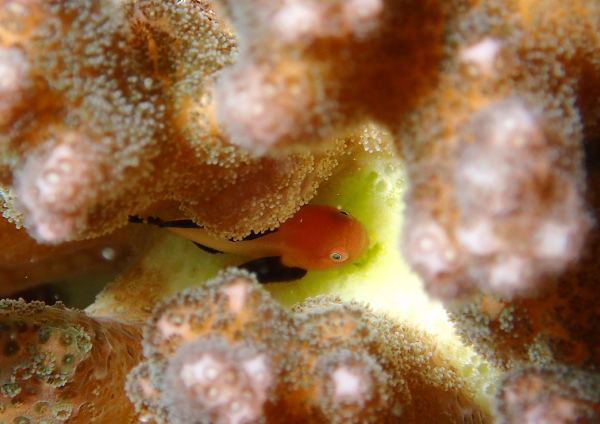 パンダダルマハゼ