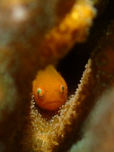 パンダダルマハゼ