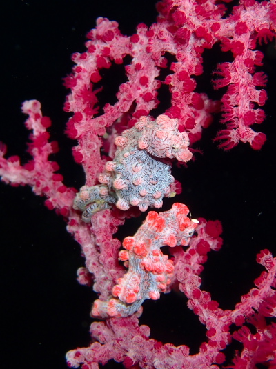 ピグミーシーホース