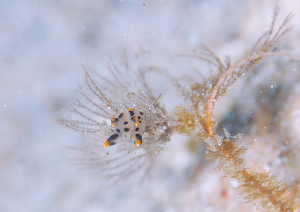 ツノザヤウミウシ