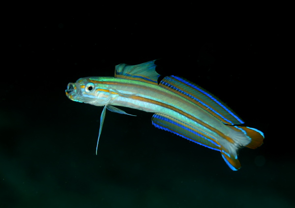 スジクロユリハゼ