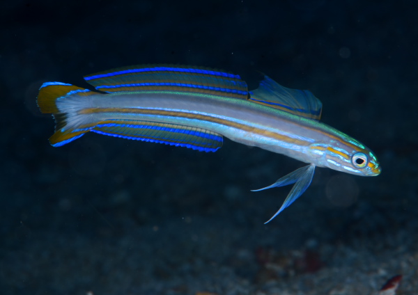 スジクロユリハゼ