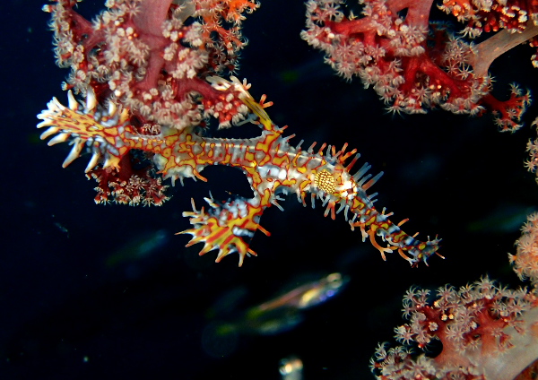 ニシキフウライウオ