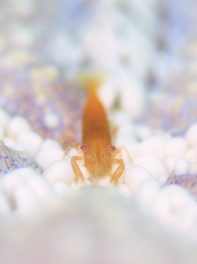 ヒトデヤドリエビSP