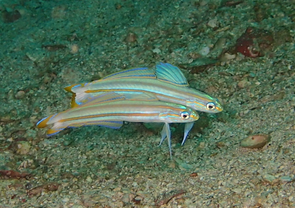 スジクロユリハゼ