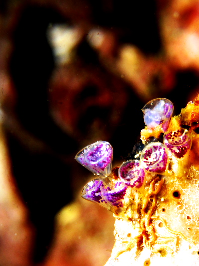 ナガサキニシキニナ