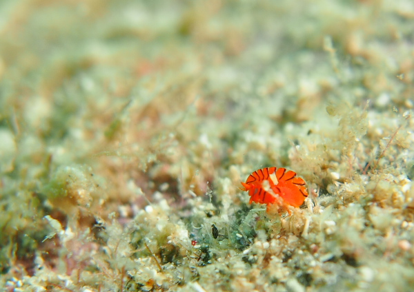 ホムラスベヨコエビ