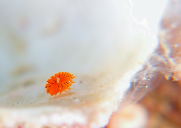 ホムラスベヨコエビ