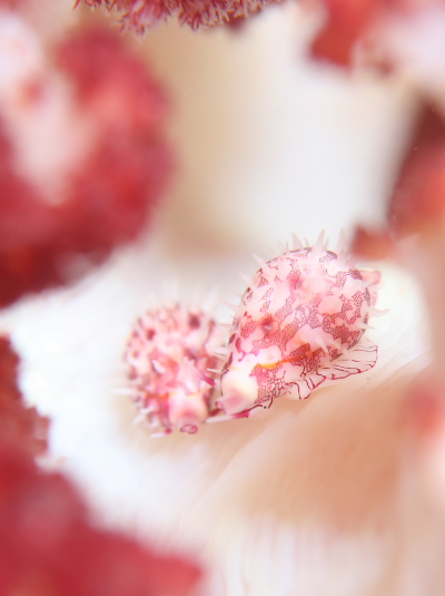 テンロクケボリガイ