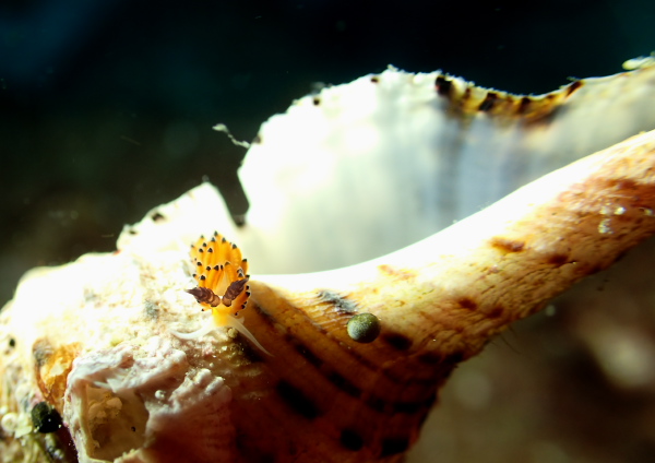 ツルガチゴミノウミウシ