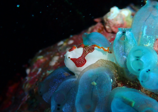 クマドリカエルアンコウ