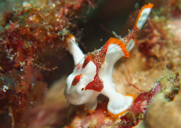 クマドリカエルアンコウ