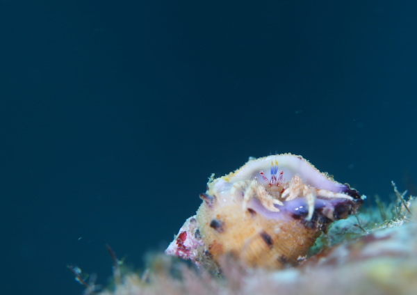 シュードパグリステス・モノポルス