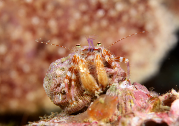 テブクロイトヒキヤドカリ