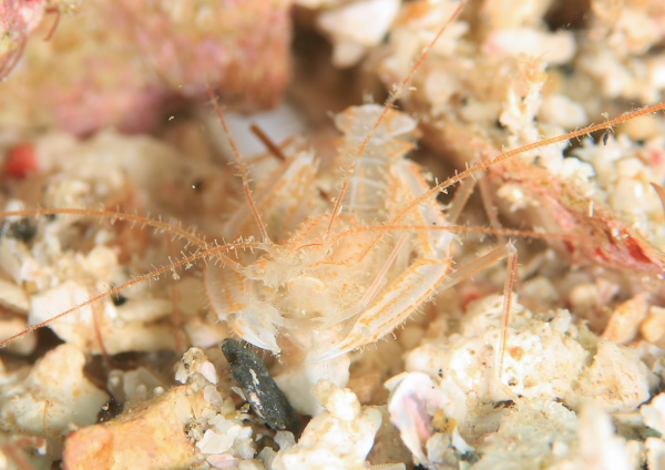 サンゴヒメエビ