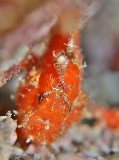 ベニカエルアンコウ