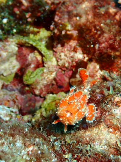 ベニカエルアンコウ