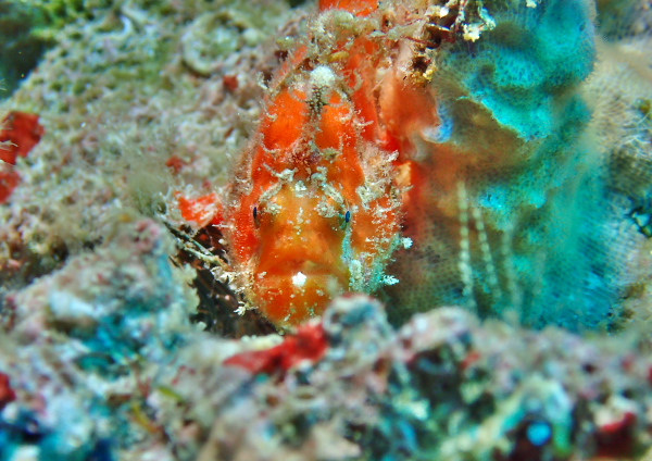 ベニカエルアンコウ