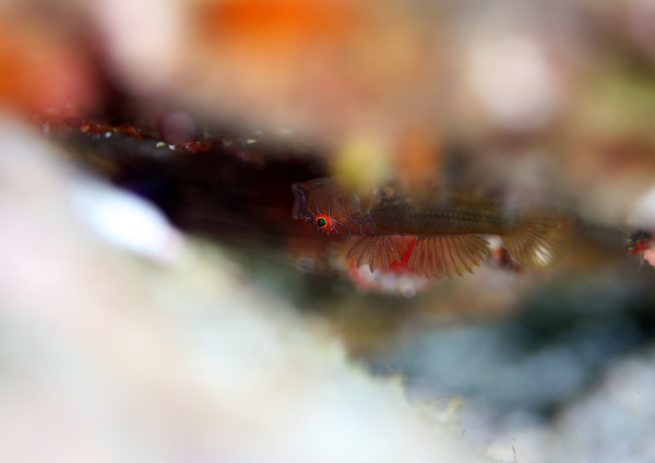 イレズミハゼ属の一種