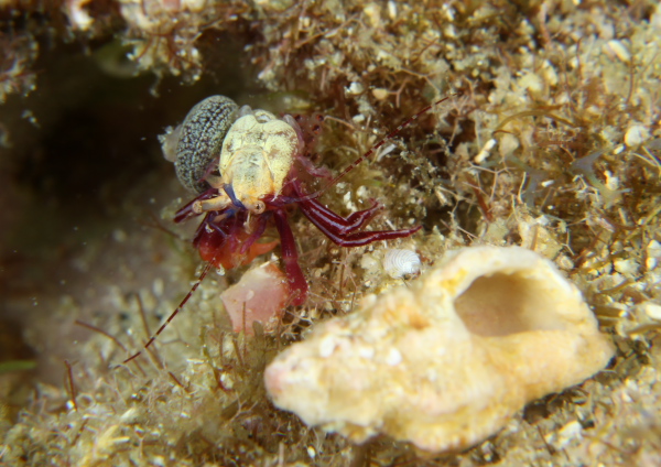 スミレヒメホンヤドカリ