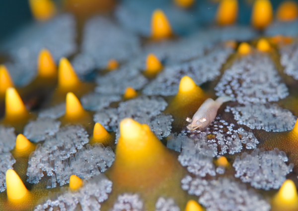 ヒトデヤドリエビ