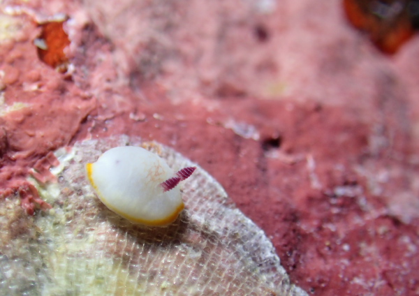 サラサウミウシ