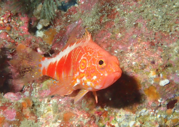 オシャレハナダイ