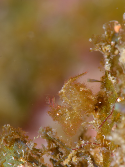 フィコカリスシムランス