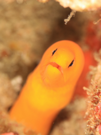 ゴールデンイールモレイ