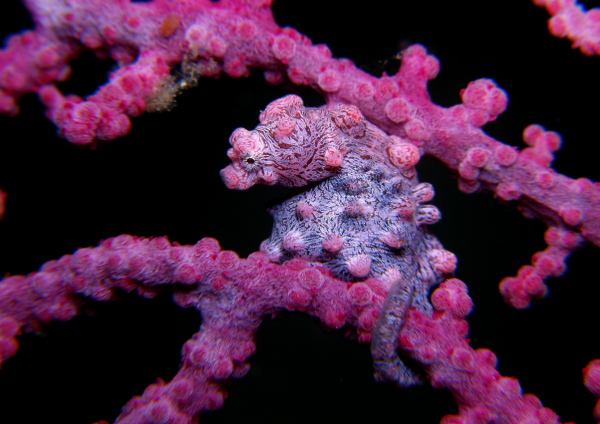 ピグミーシーホース