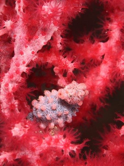 ピグミーシーホース