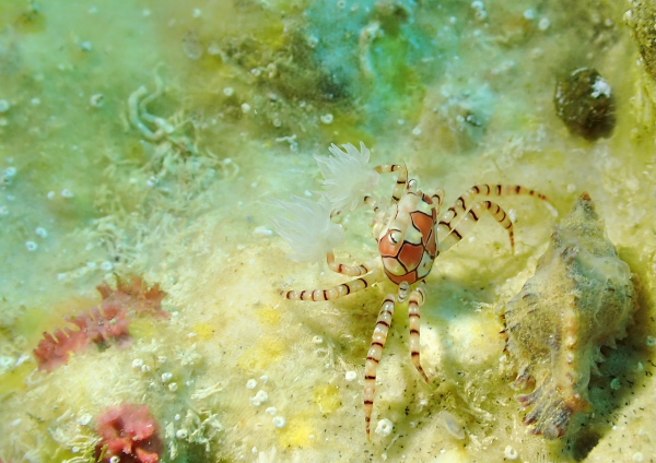 キンチャクガニ