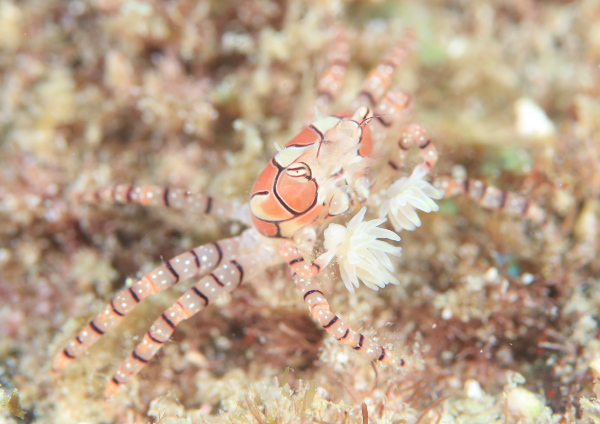 キンチャクガニ