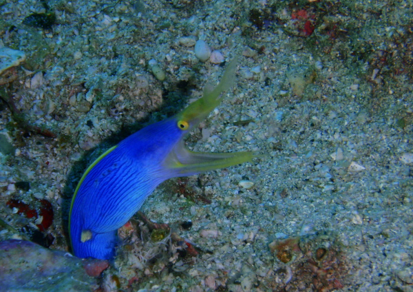 ハナヒゲウツボ