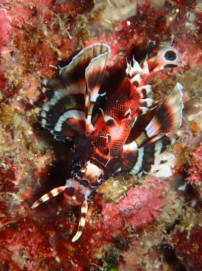 ヒレボシミノカサゴ