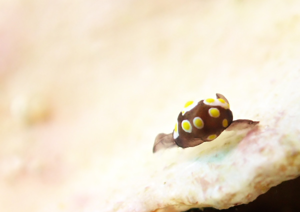 トンプソンアワツブガイ