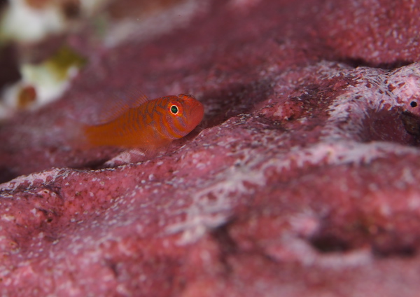 オキナワベニハゼ