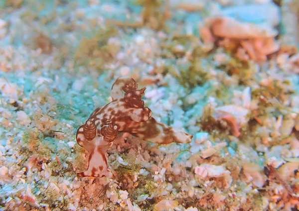 ツガルウミウシSP