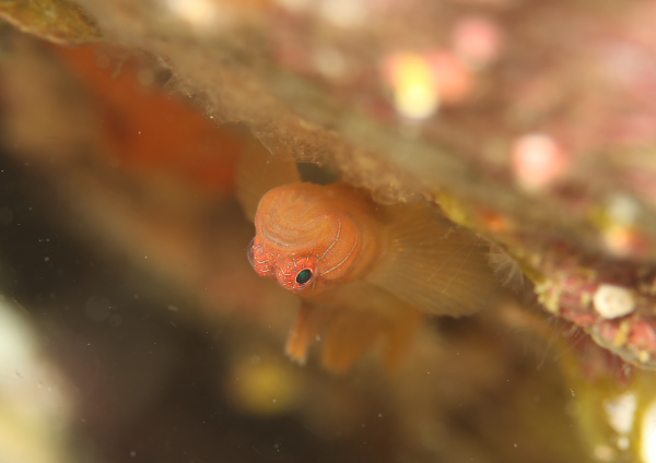 イレズミハゼSP