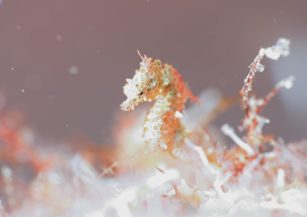 ジャパニーズピグミーシーホース