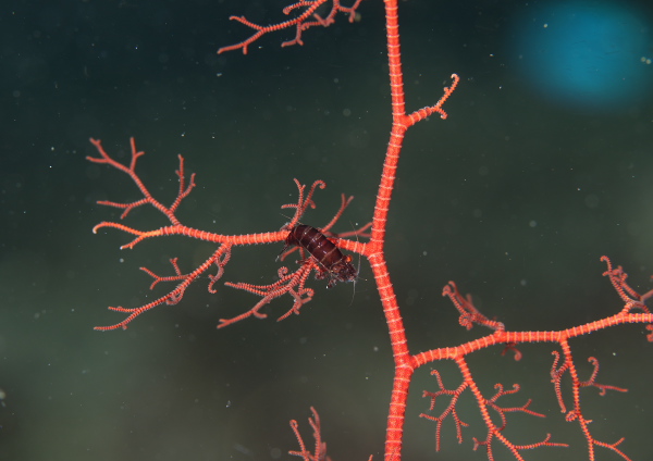 テヅルモヅルカクレエビ