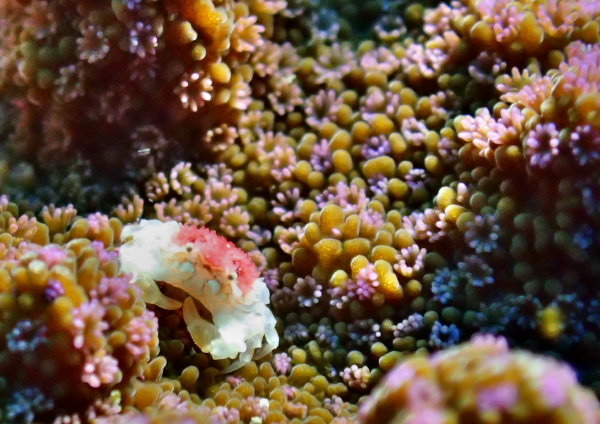 コンペイトウコブシガニ