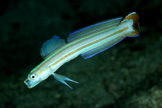 スジクロユリハゼ