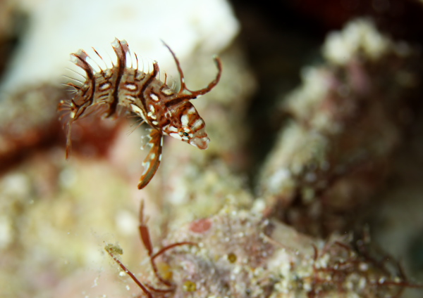 オビテンスモドキ