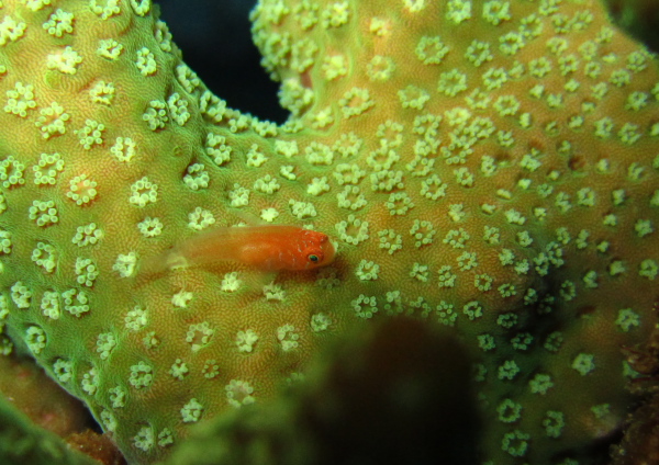 タスジコバンハゼ