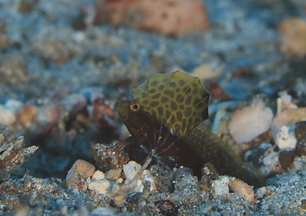 ホタテツノハゼ